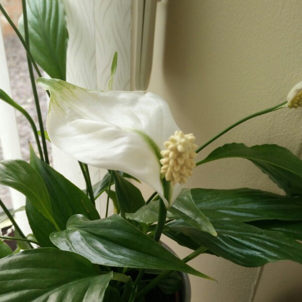 Spathiphyllum wallisii