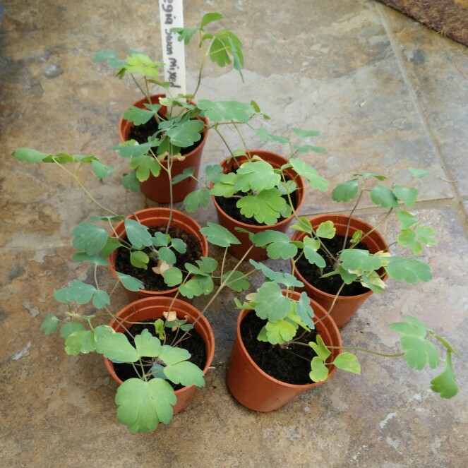 plant image 161364 plant image 161364