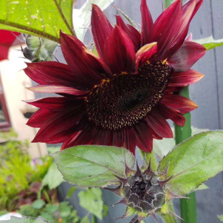 plant image 1614120