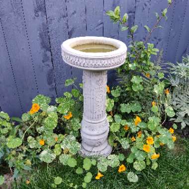 Tropaeolum majus