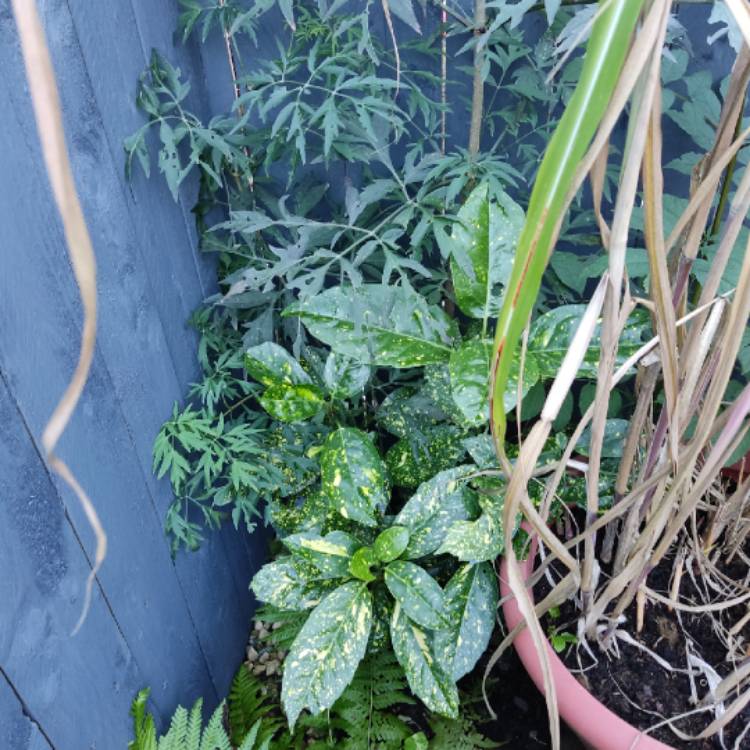 plant image 1626260 plant image 1626260