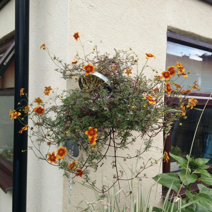 plant image 163779