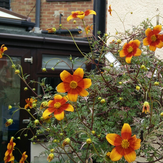 plant image 163782