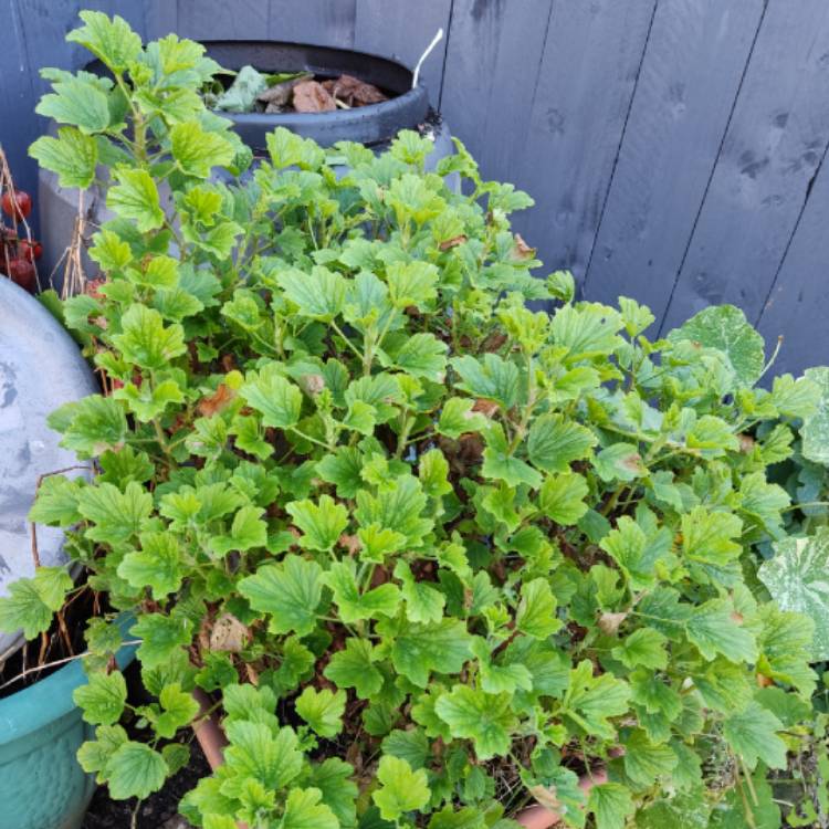 plant image 1638610