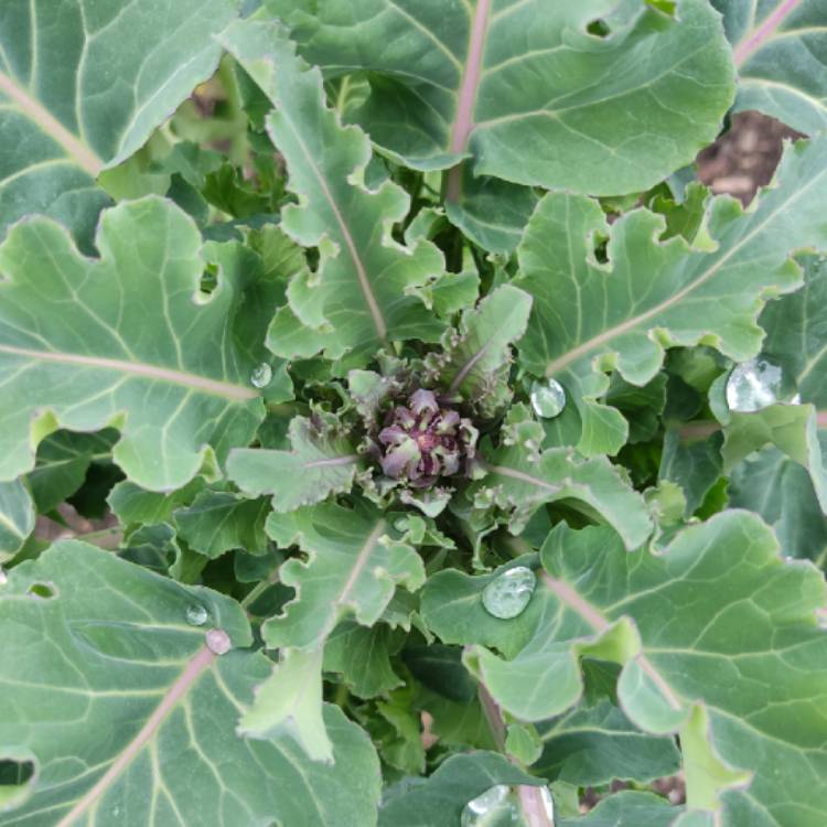plant image 1651036 plant image 1651036