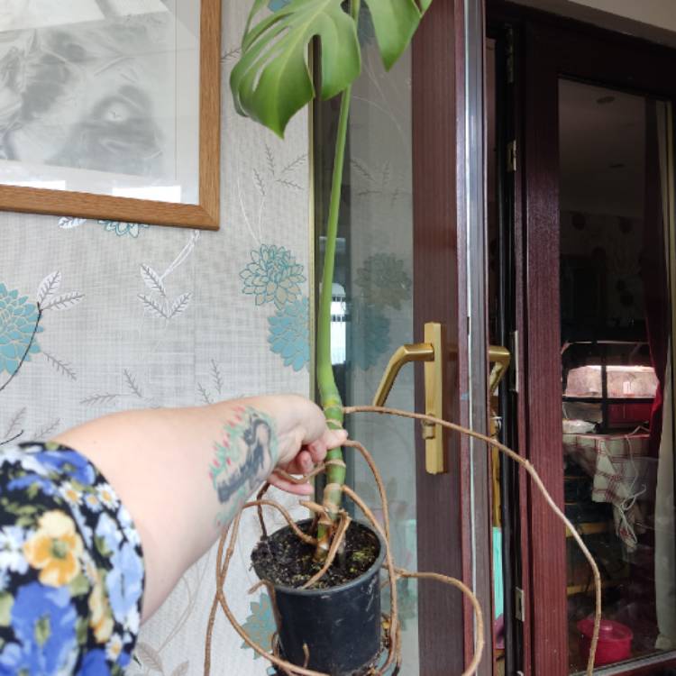 plant image 1652039