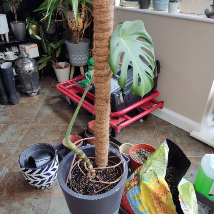 plant image 1652040