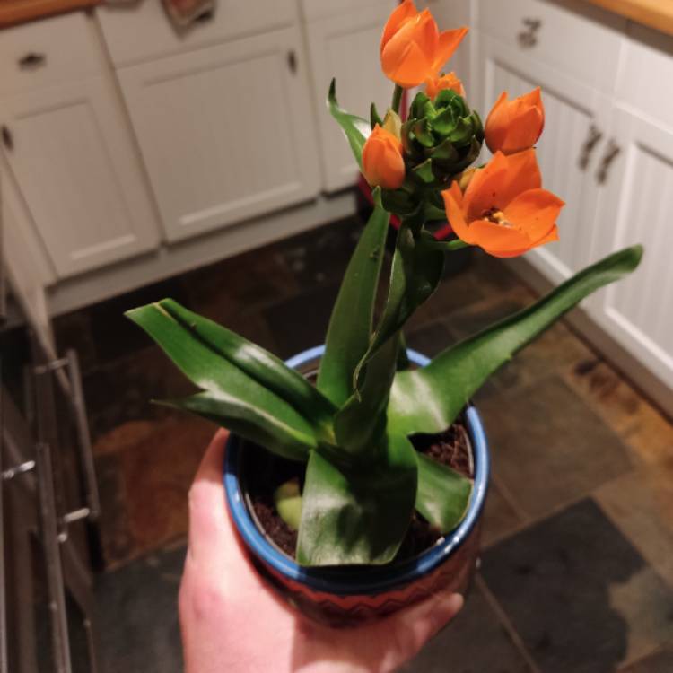 plant image 1653385