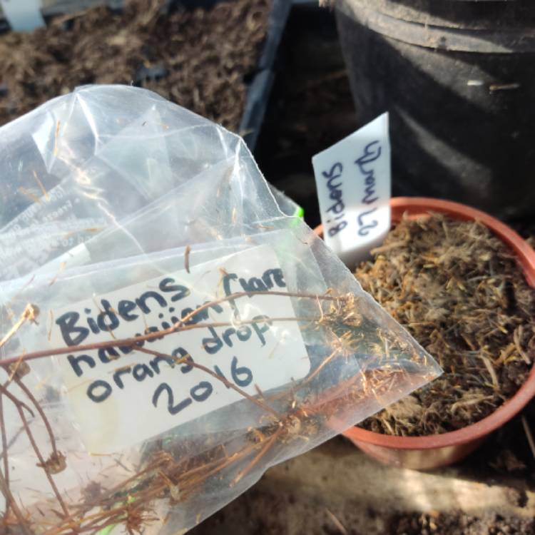 plant image 1653849