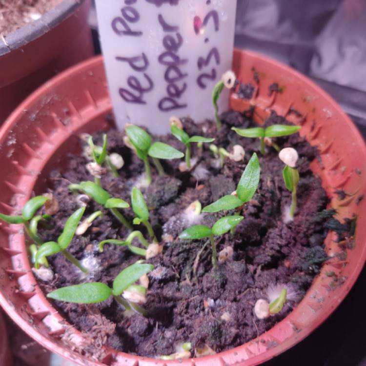 plant image 1654345 plant image 1654345