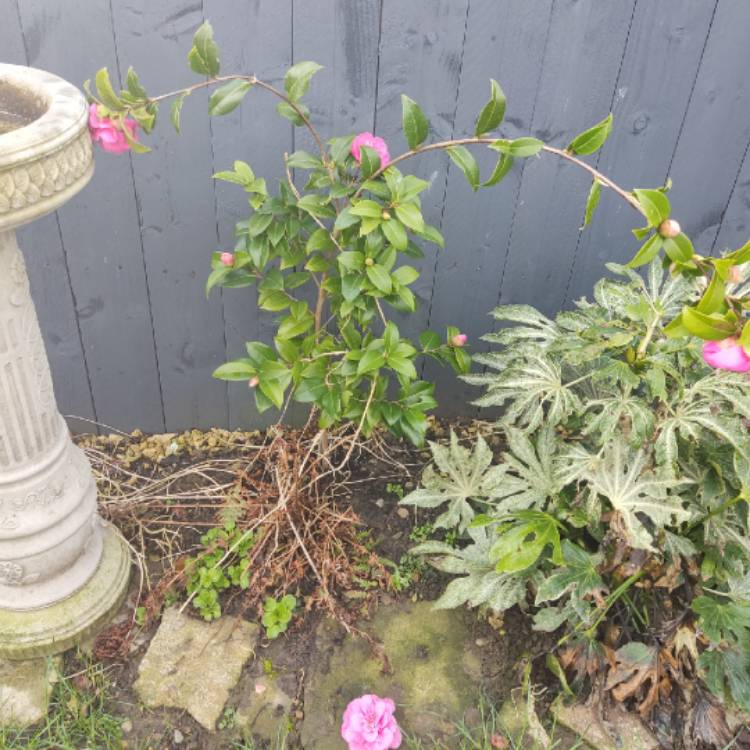 plant image 1655224 plant image 1655224