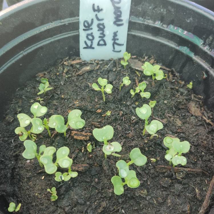 plant image 1655234 plant image 1655234
