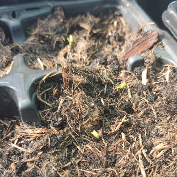 plant image 1655235