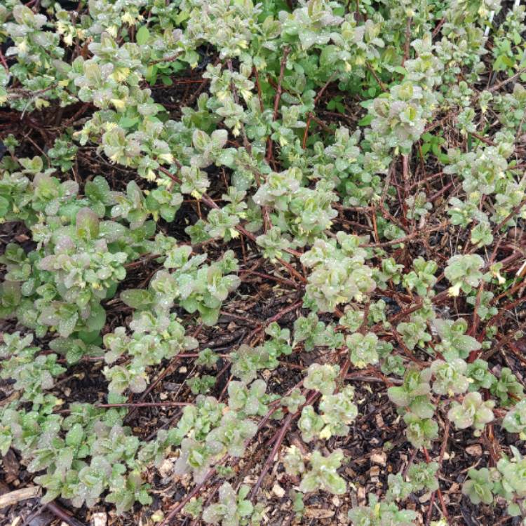 plant image 1655455 plant image 1655455