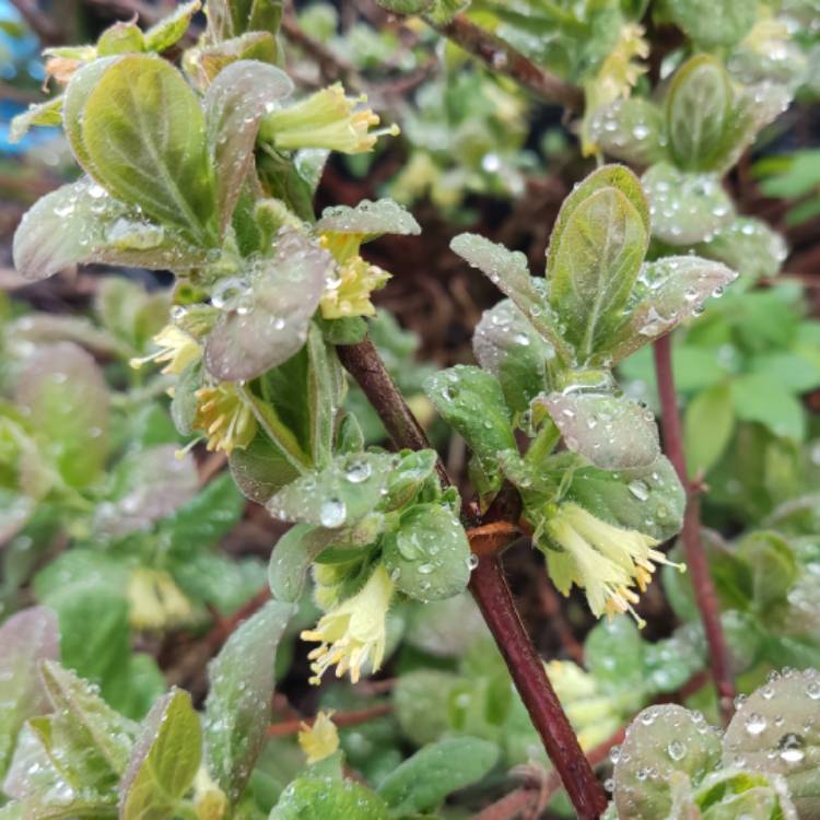 plant image 1655456 plant image 1655456