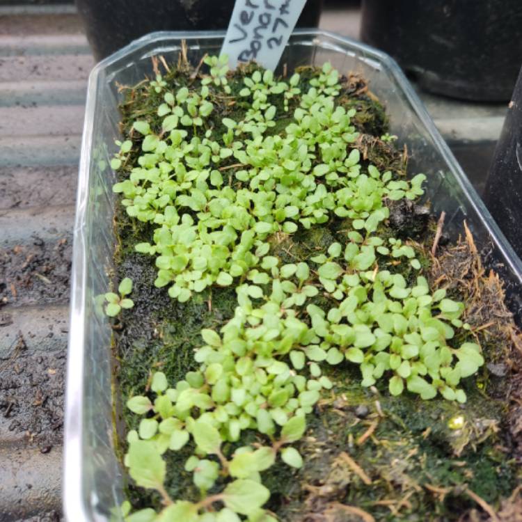 plant image 1659118 plant image 1659118