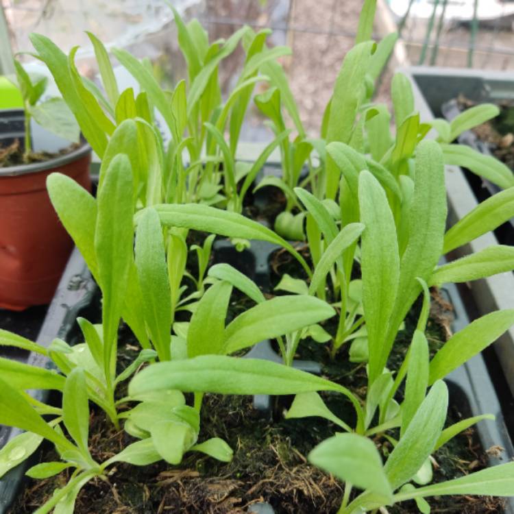 plant image 1659121