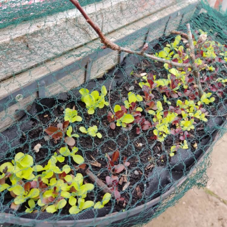 plant image 1659132