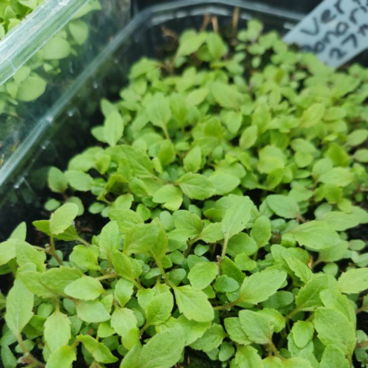 plant image 1660040 plant image 1660040