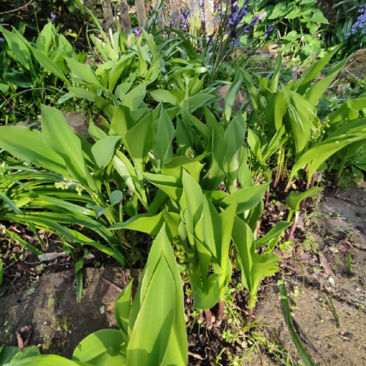 plant image 1661817 plant image 1661817