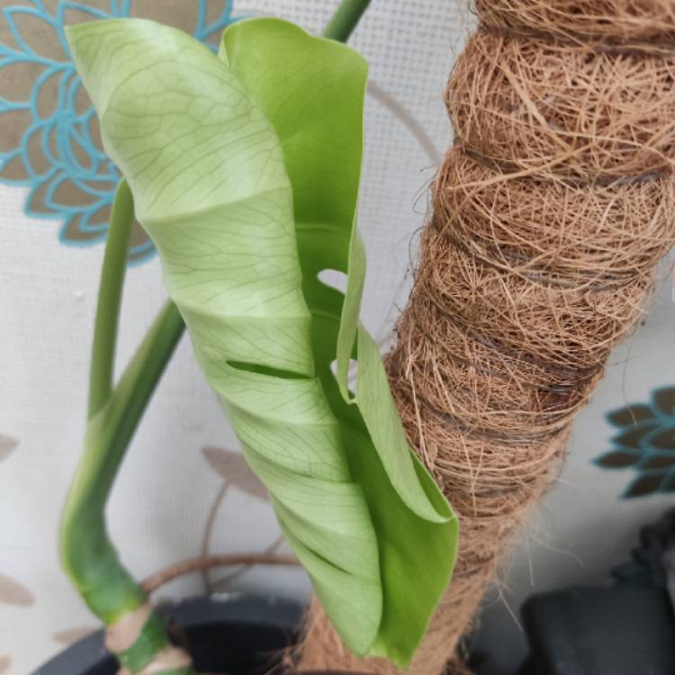 plant image 1661954