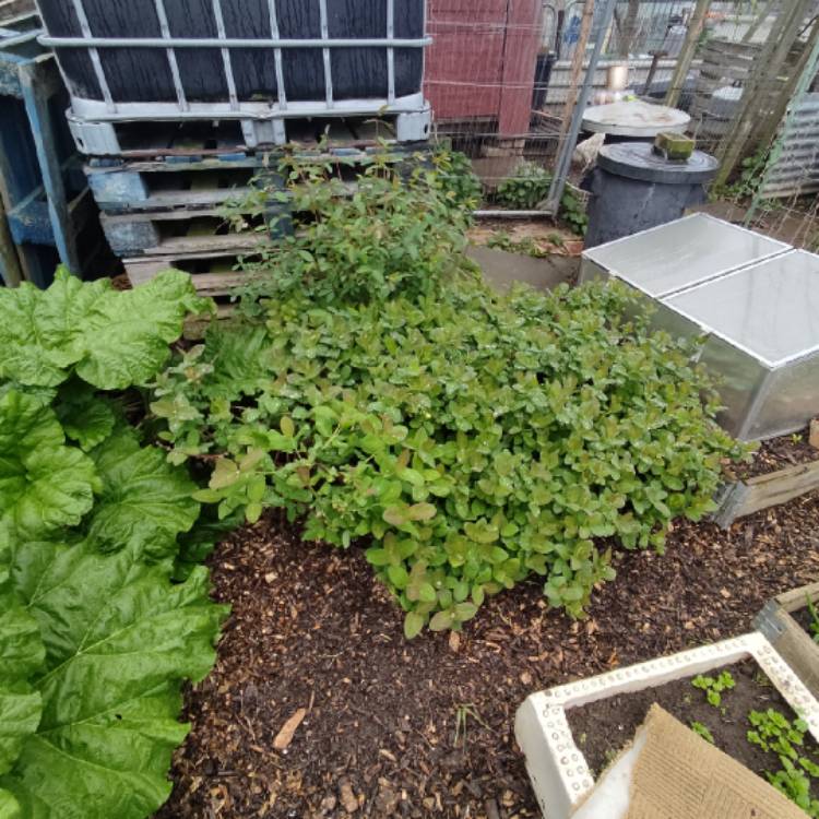 plant image 1662144 plant image 1662144