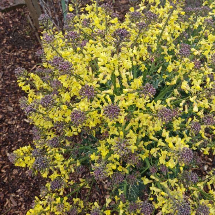 plant image 1662255 plant image 1662255