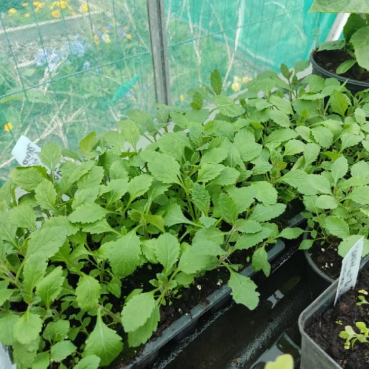plant image 1664558 plant image 1664558