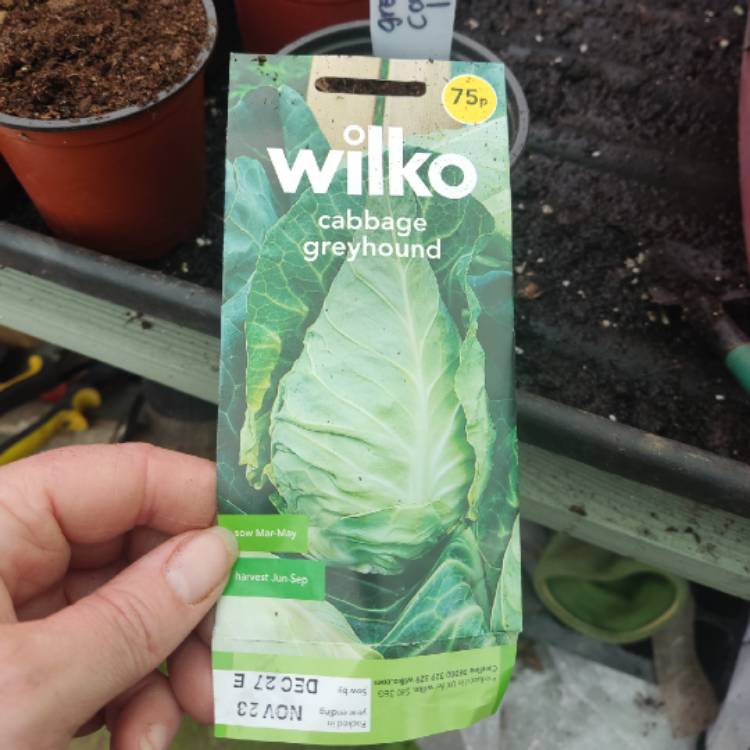 Plant image Brassica oleracea (Capitata Group) 'Greyhound'