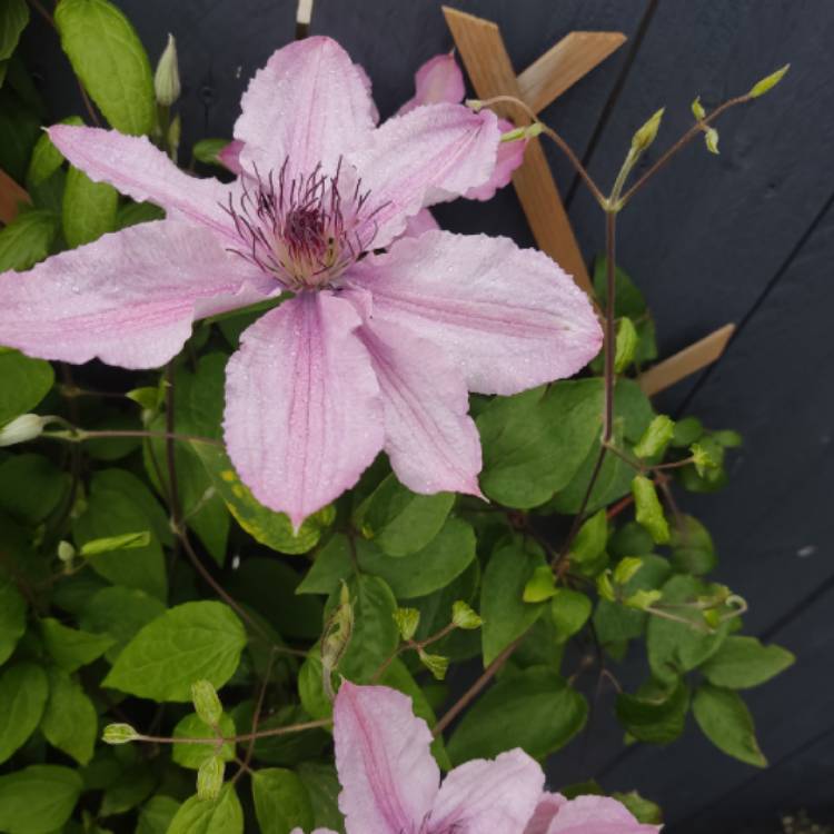 plant image 1667763 plant image 1667763