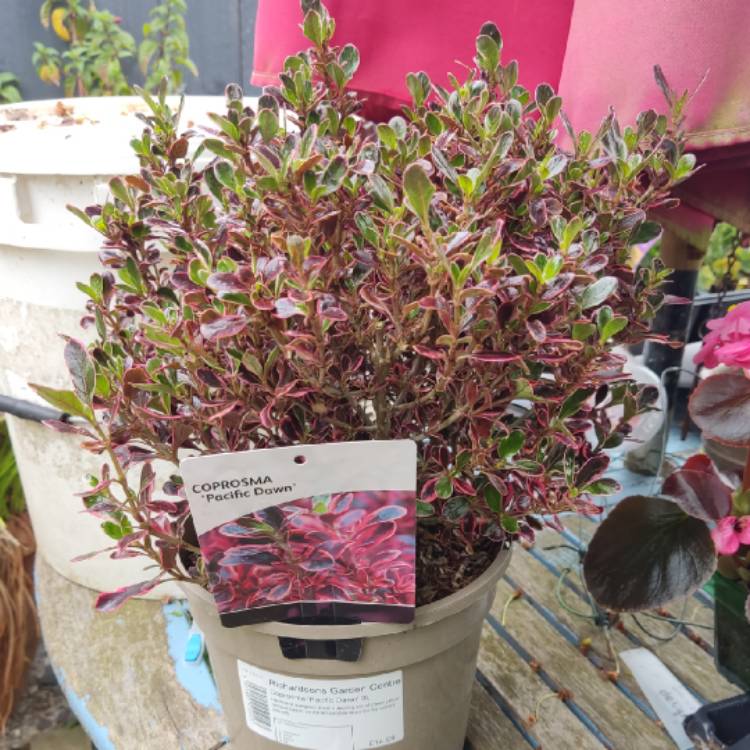 Plant image Coprosma repens 'Pacific Dawn'