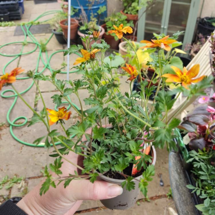 plant image 1668333