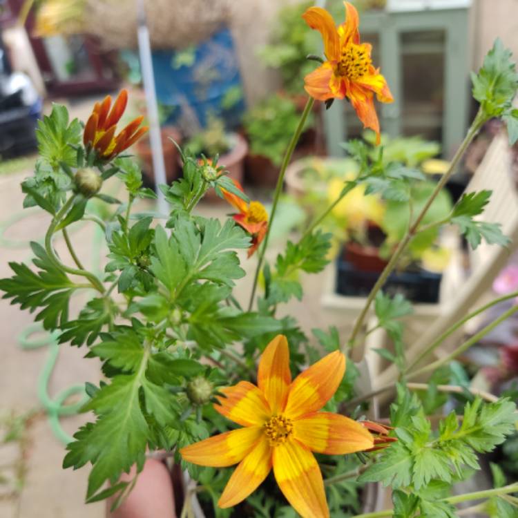 plant image 1668334