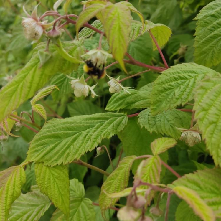 plant image 1669156 plant image 1669156