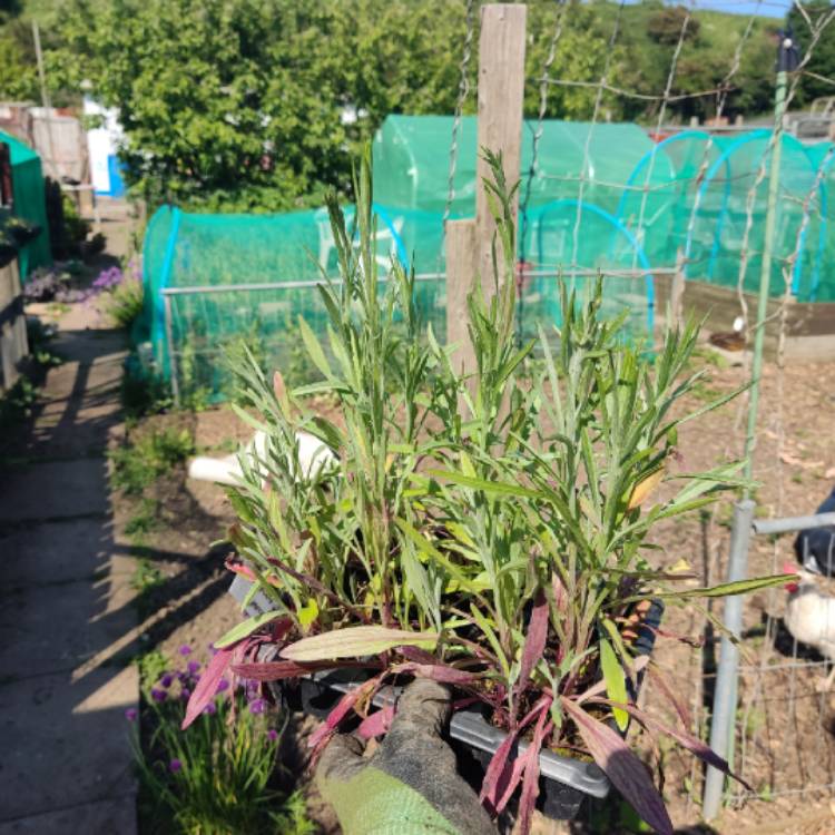 plant image 1669690