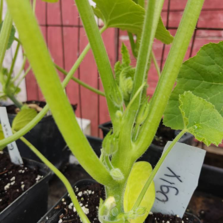 plant image 1670169 plant image 1670169