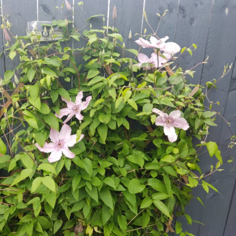 plant image 1670907 plant image 1670907