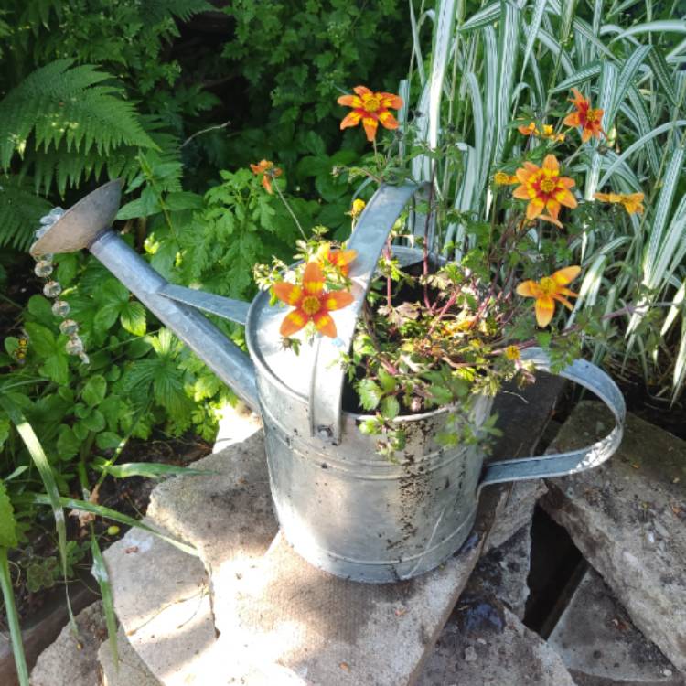 plant image 1671886