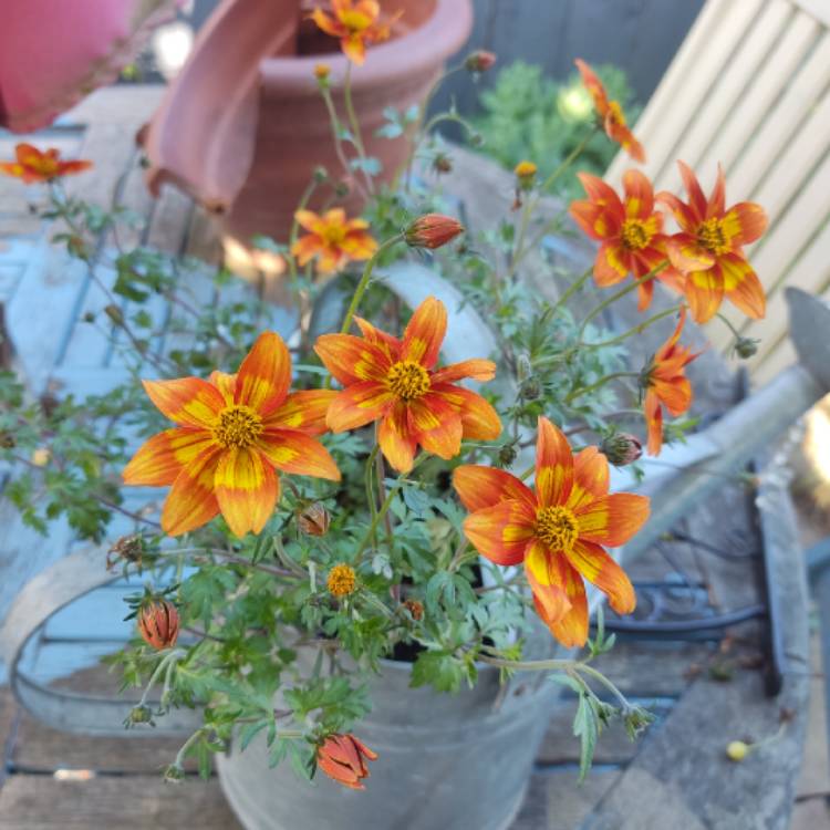 plant image 1674223