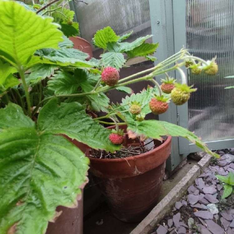 plant image 1674364