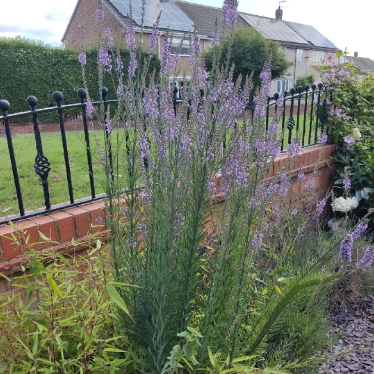 plant image 1675008