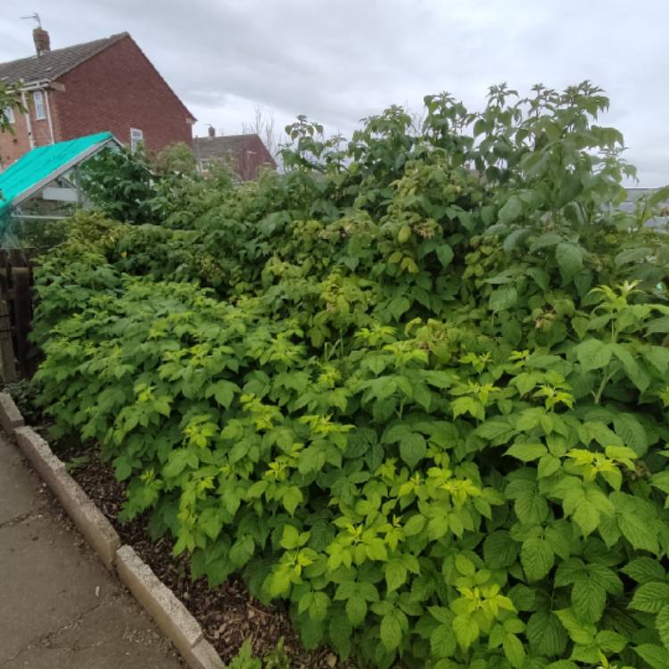 plant image 1675149 plant image 1675149
