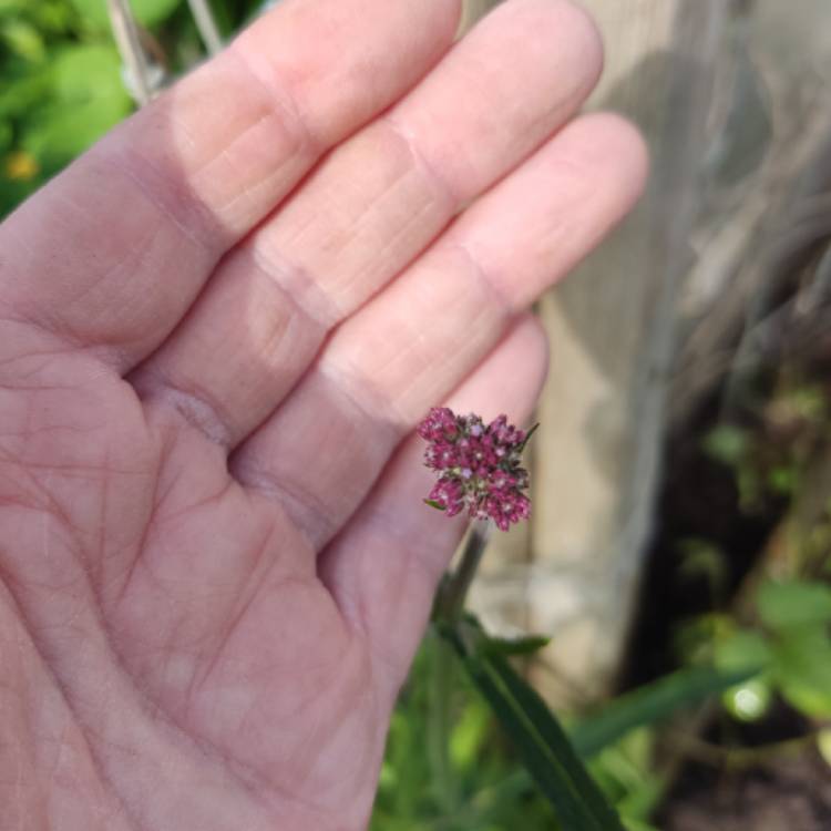 plant image 1676575 plant image 1676575