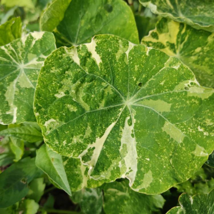 plant image 1676581 plant image 1676581
