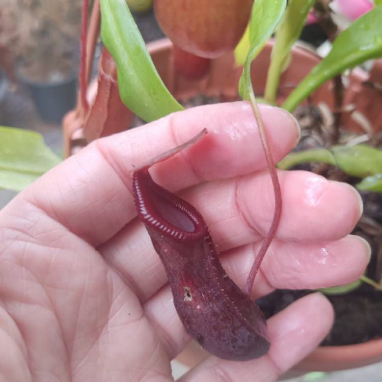 plant image 1678902 plant image 1678902