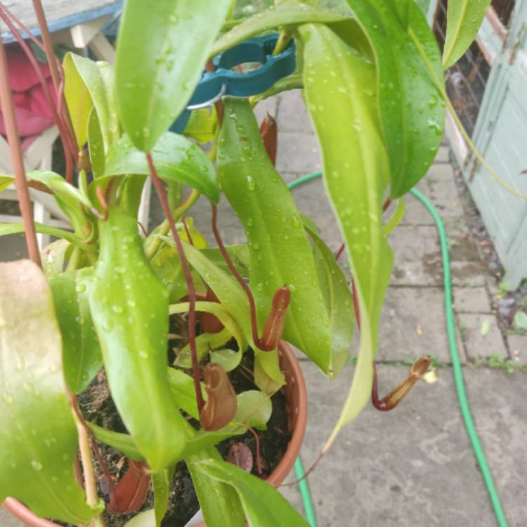 plant image 1678903 plant image 1678903
