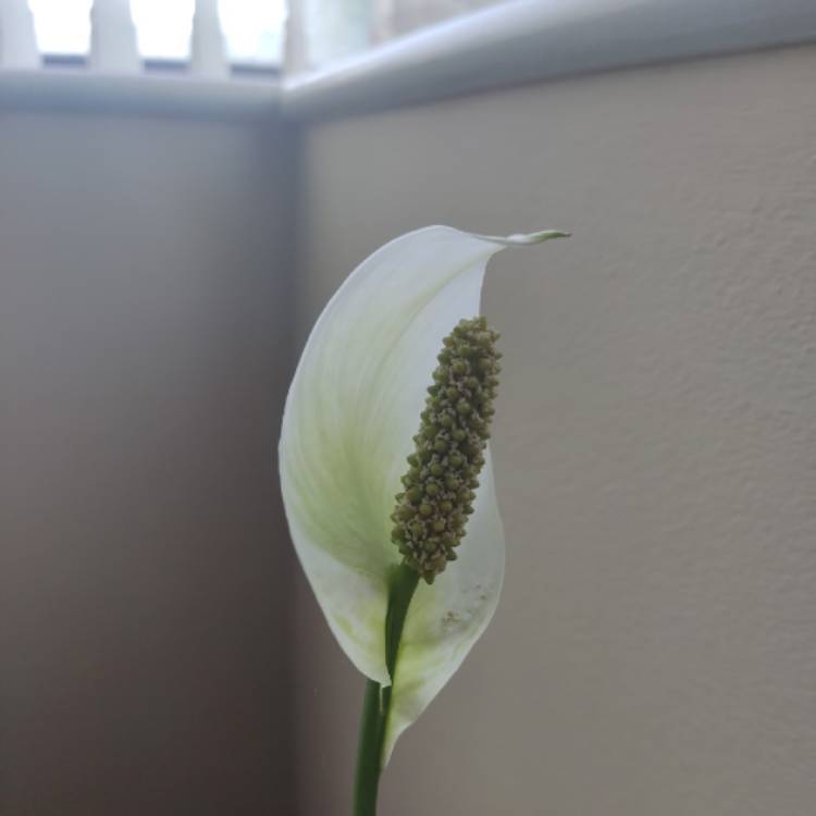 plant image 1680135