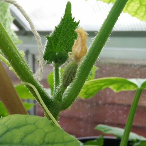 plant image 168152 plant image 168152