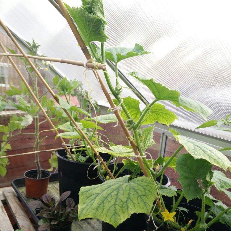 plant image 168153 plant image 168153