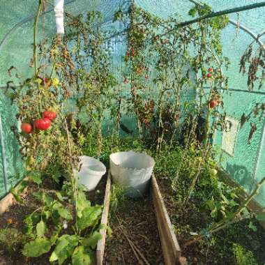 kimmys kitchen's garden
